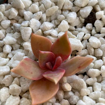 Photo of the plant species Graptoveria 'Douglas Huth' by Sam named Sherlock on Greg, the plant care app