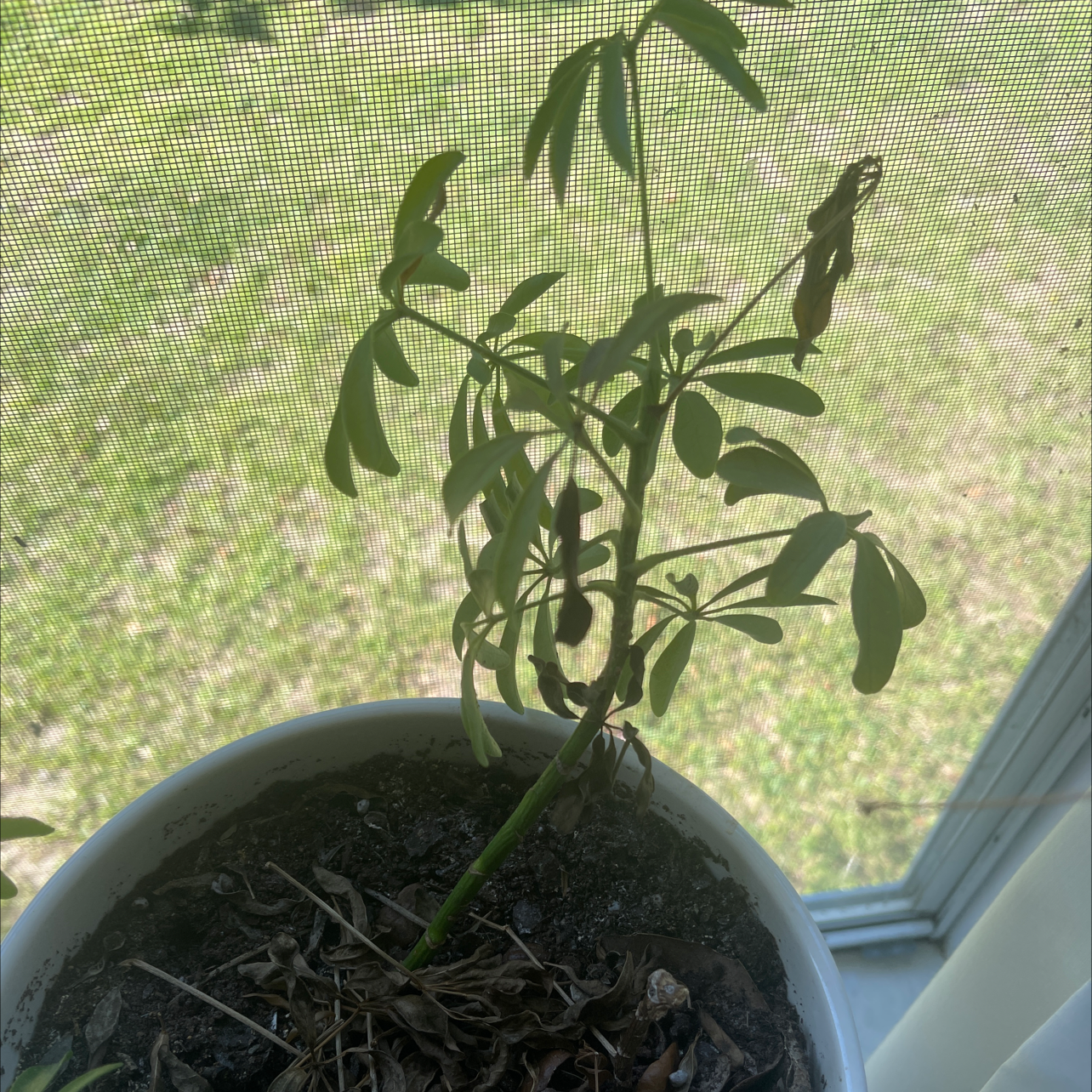 Dwarf Umbrella Tree plant photo by @oneplantgal named Diana on Greg, the plant care app.