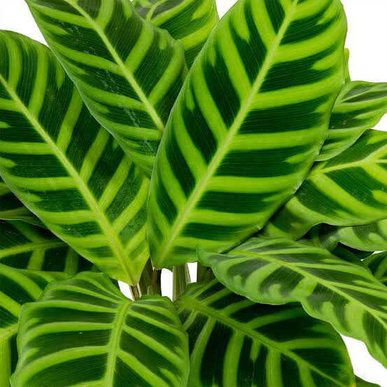 Photo of the plant species Zebra Calathea by Tess named Marty on Greg, the plant care app