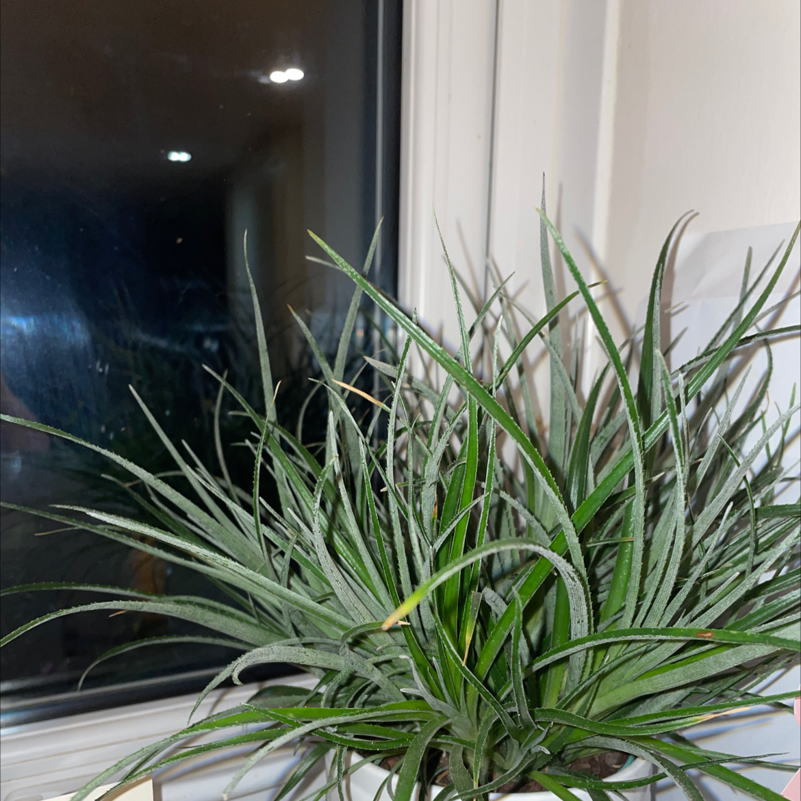 Indoor Small Ballmoss plant with long, narrow green leaves near a window.