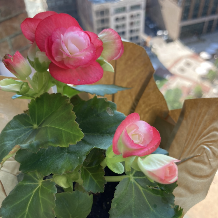 Photo of the plant species Tuberous Begonia by @DarleneMC named Flower Bomb on Greg, the plant care app