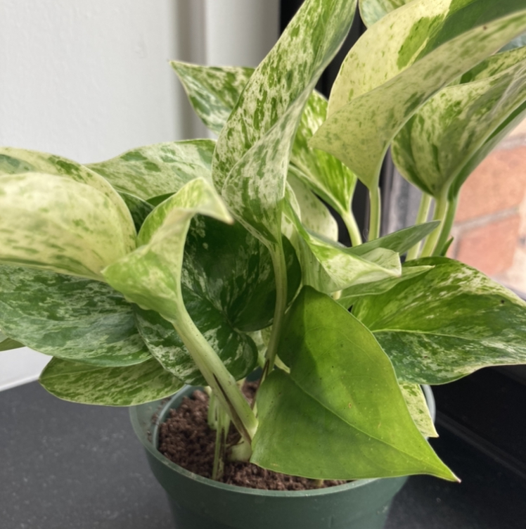 Taro Vine plant photo by @DarleneMC named Snow Queen on Greg, the plant care app.