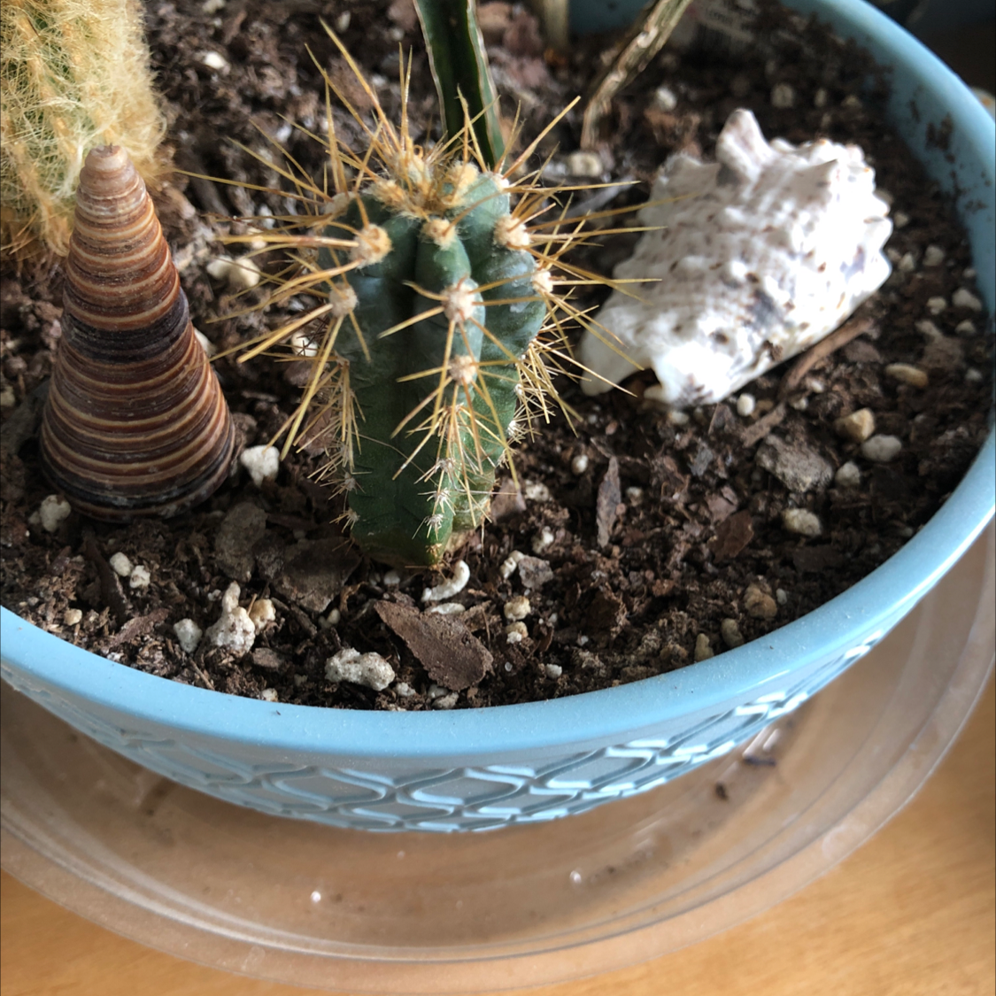 Kingcup Cactus in a blue pot with visible soil and decorative items.