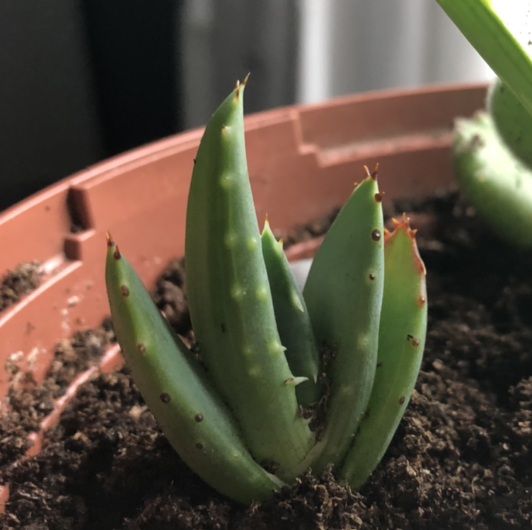 Cape Aloe plant in a pot with visible soil and some black spots on leaves.