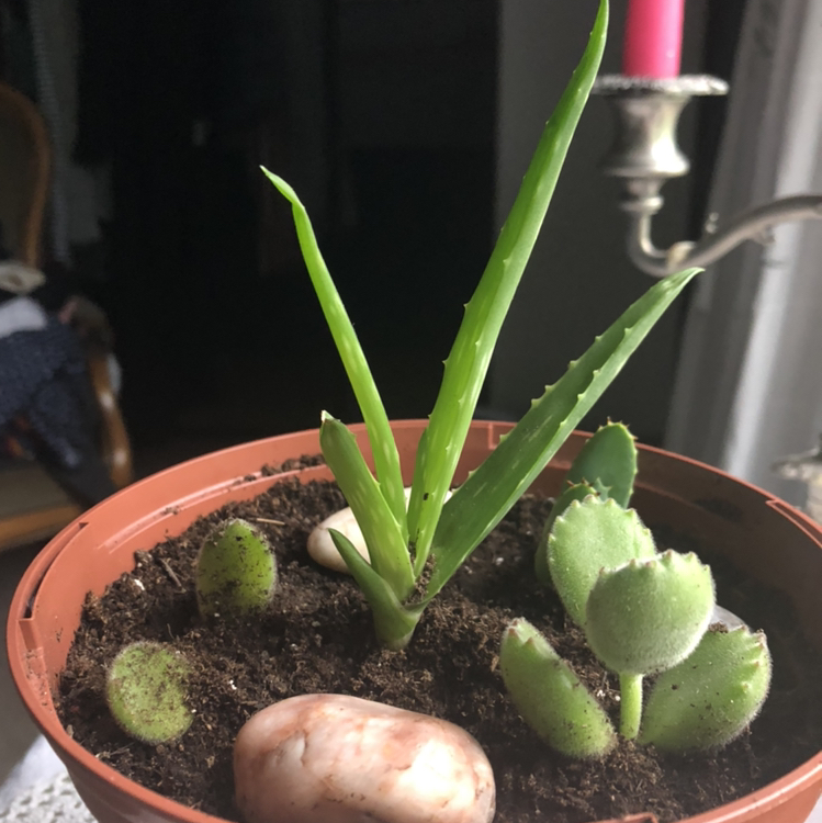 Aloe vera plant photo by @theojflowers named Arlo on Greg, the plant care app.