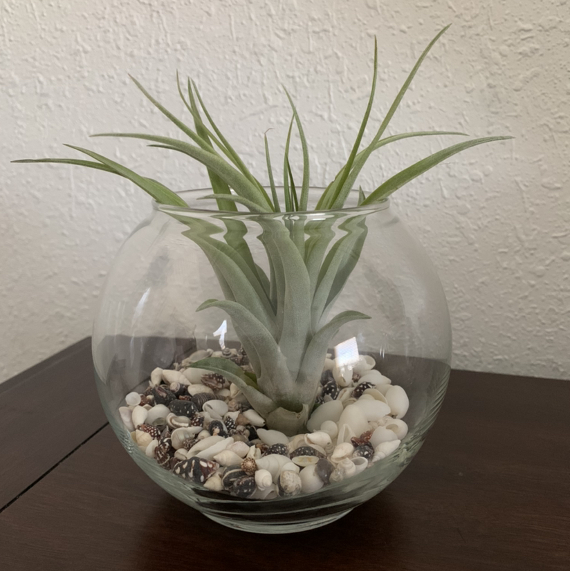 Brachycaulos Green Air Plant in a glass bowl with decorative stones.