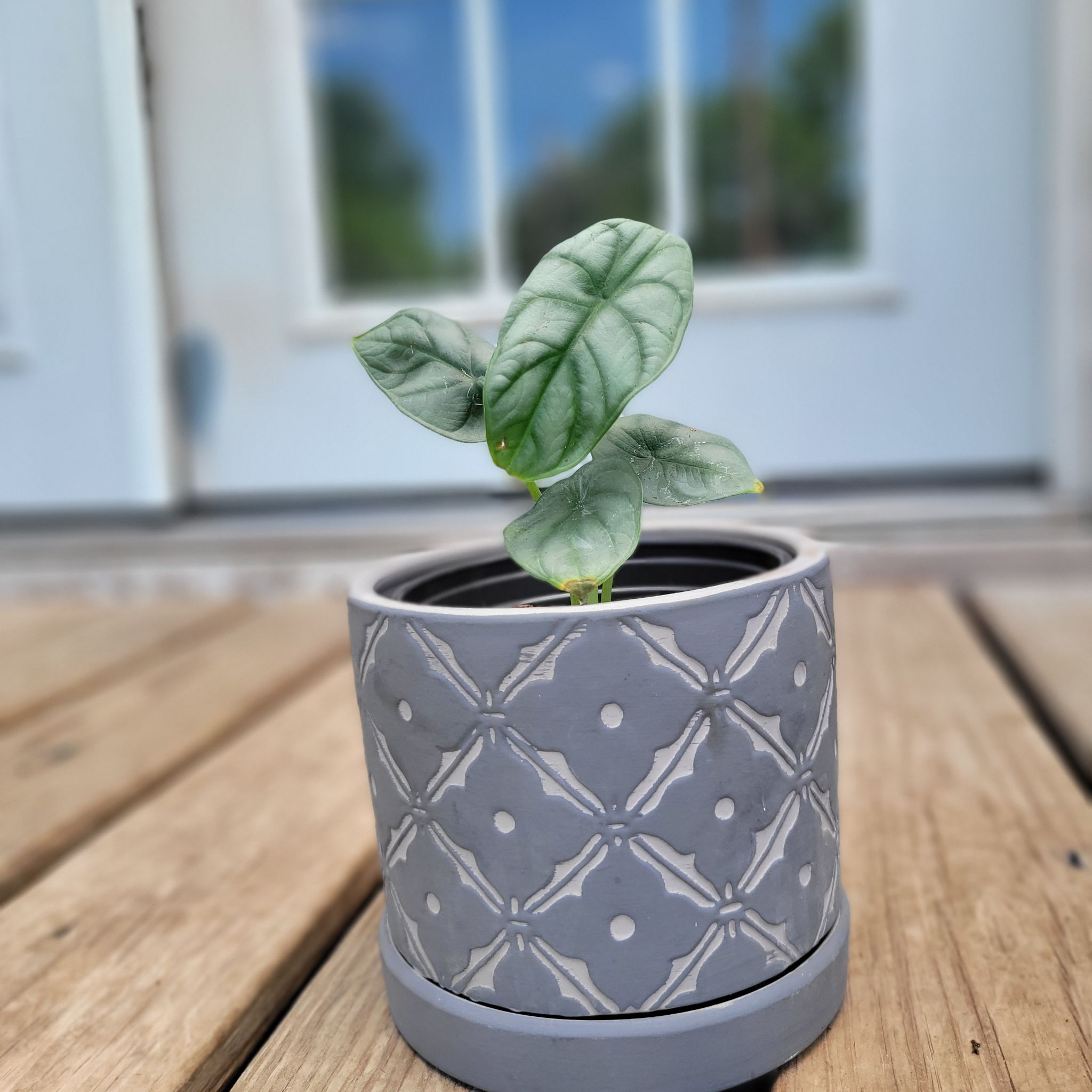 Silver Dragon plant in a decorative pot on a wooden surface with a blurred background.