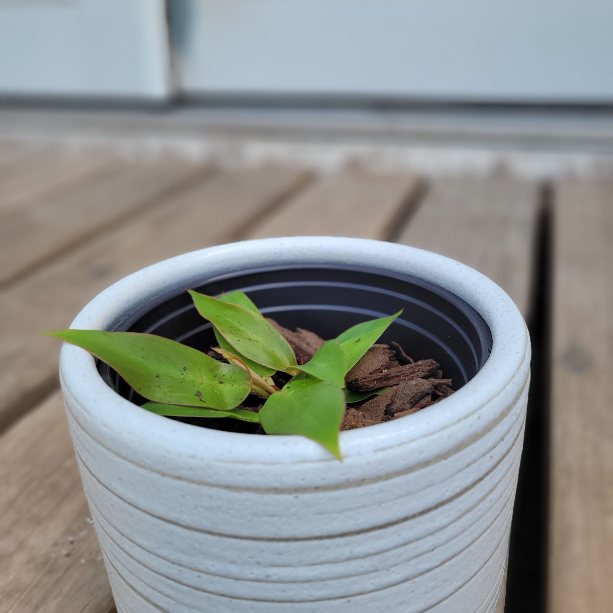 Philodendron Red Sun plant in a white pot on a wooden surface.