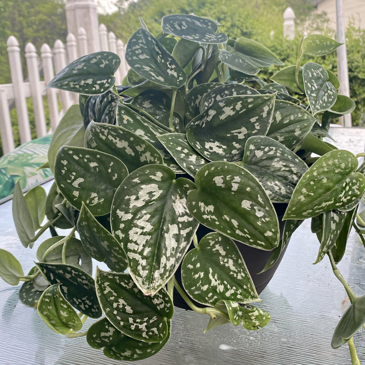 Satin Pothos plant photo by @Shivlit named Scindapsus Pictus Argyraeus on Greg, the plant care app.