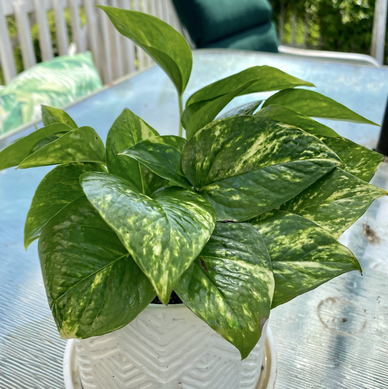 Taro Vine plant photo by @Shivlit named Golden Pothos (tiny) on Greg, the plant care app.