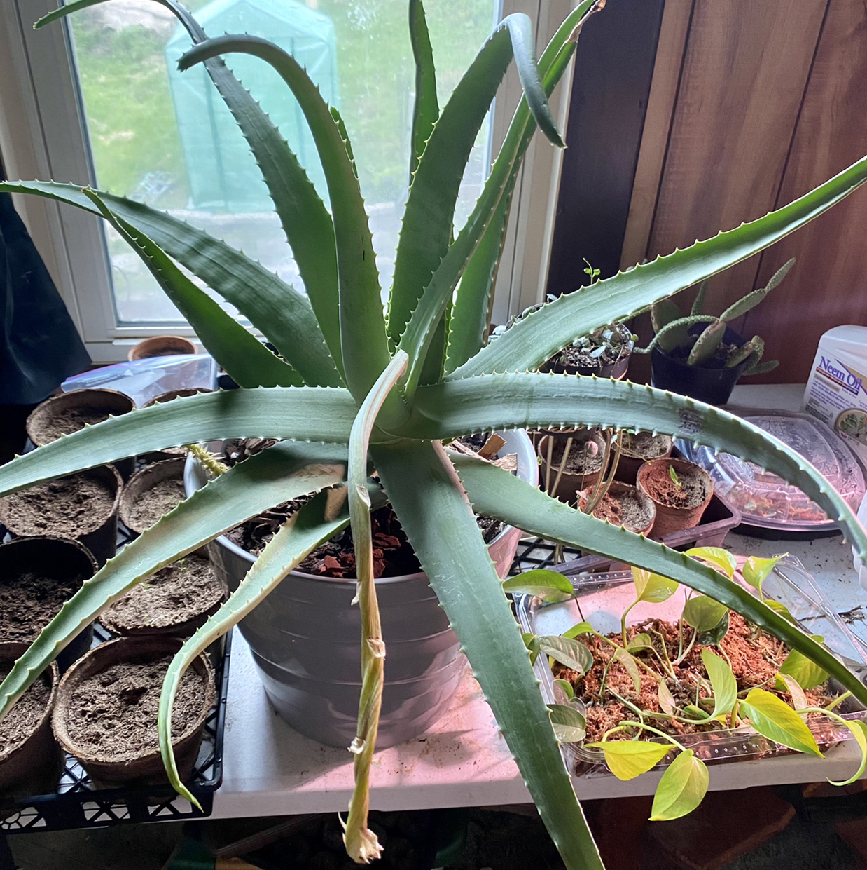 Aloe vera plant photo by @Shivlit named BIG aloe on Greg, the plant care app.