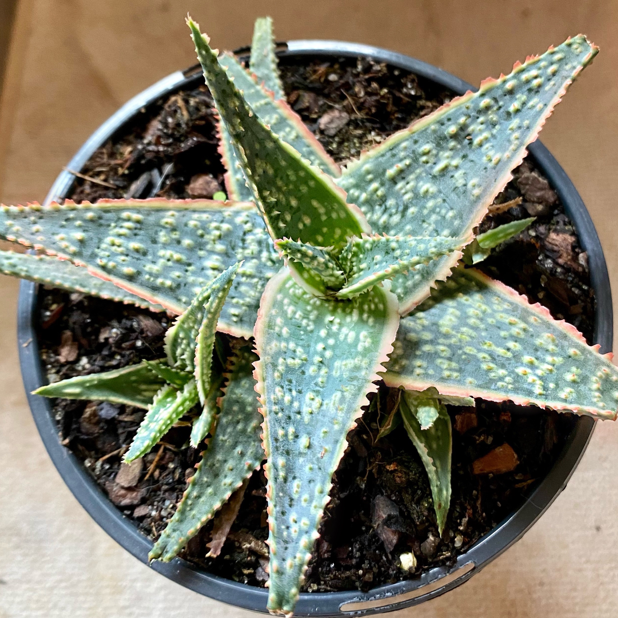 Aloe vera plant photo by @Shivlit named “Coral Fire” Aloe on Greg, the plant care app.