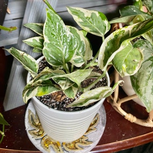 Pearls and Jade Pothos plant photo by @Shivlit named “Pearls and Jade” Pothos on Greg, the plant care app.