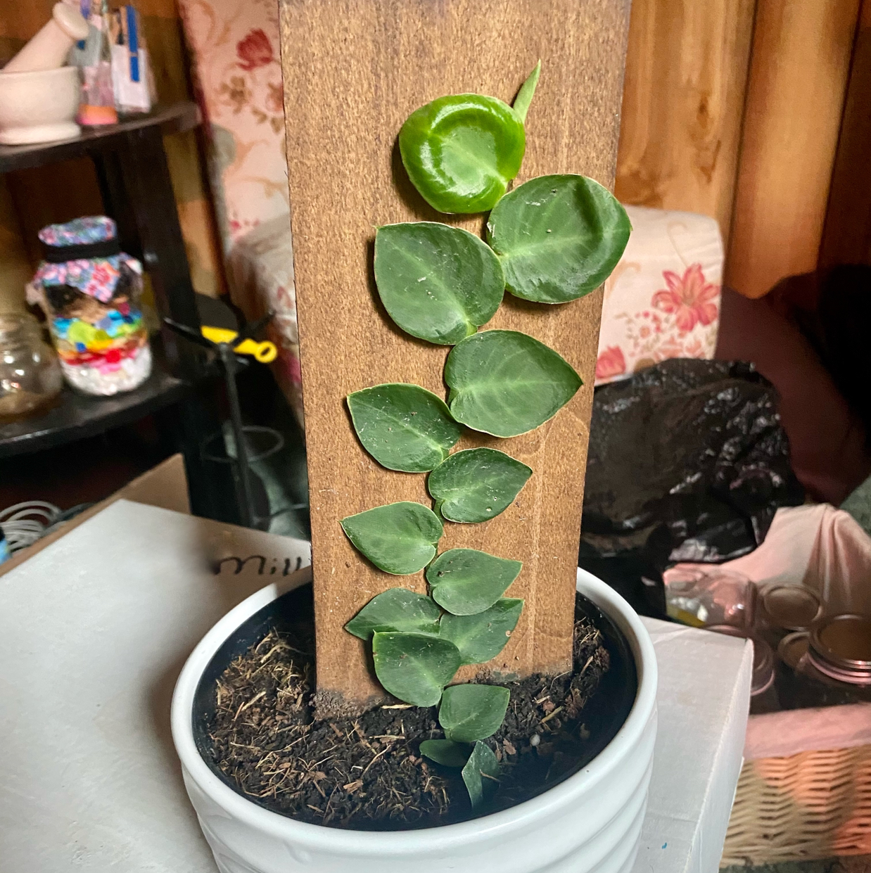Rhaphidophora hayi plant climbing a wooden plank in a white pot with visible soil.