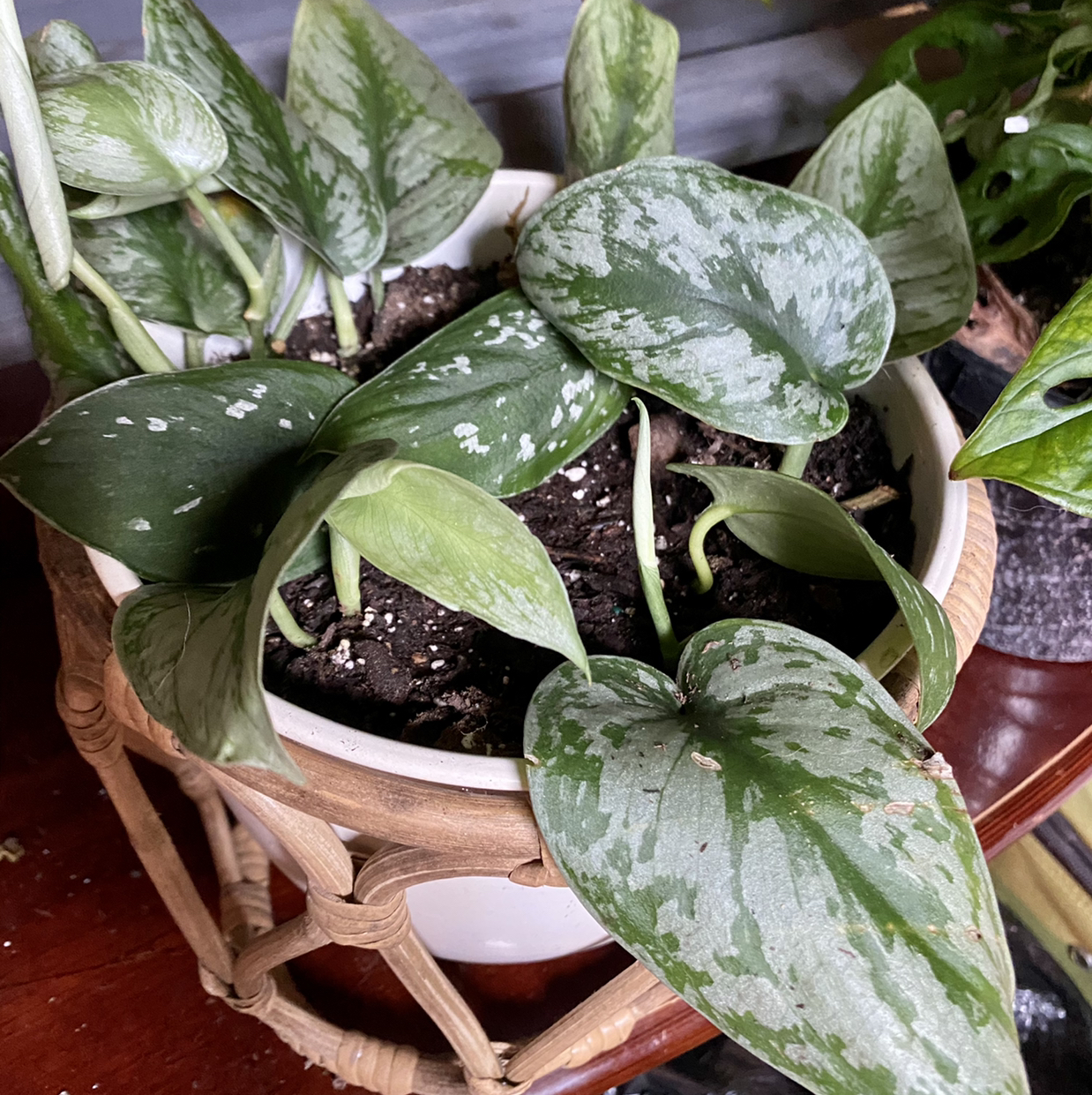 Photo of the plant species Silver Satin Pothos by @Shivlit named Scindapsus Pictus Exotica on Greg, the plant care app