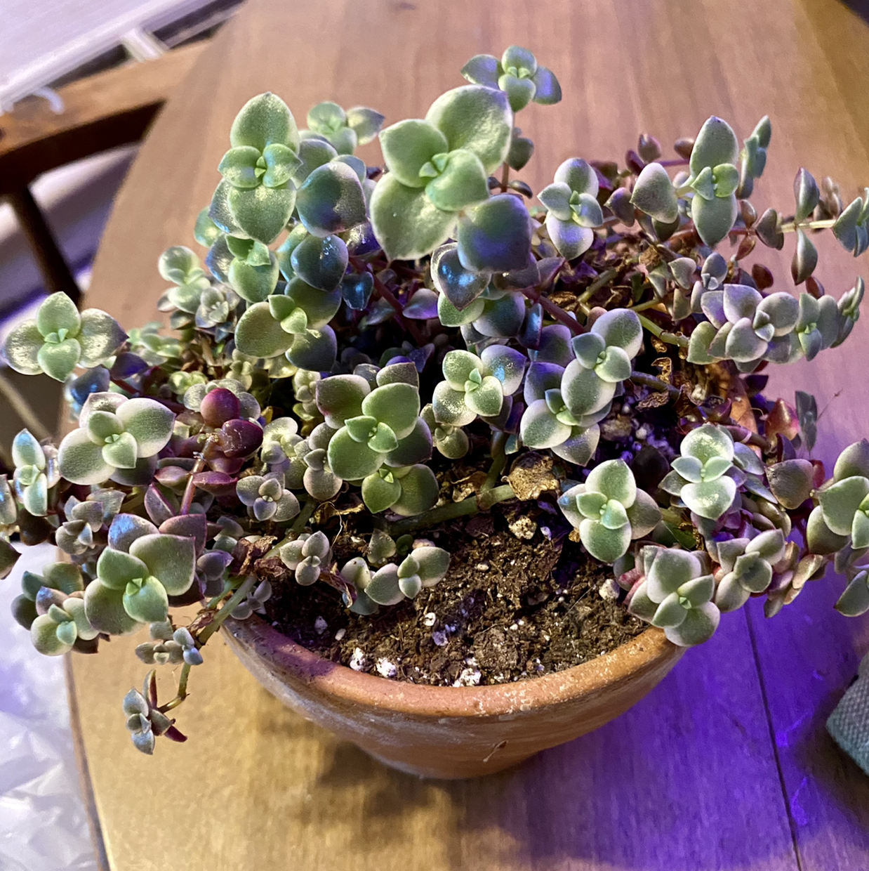 Potted Calico Kitten plant with small, heart-shaped leaves. Soil is visible.