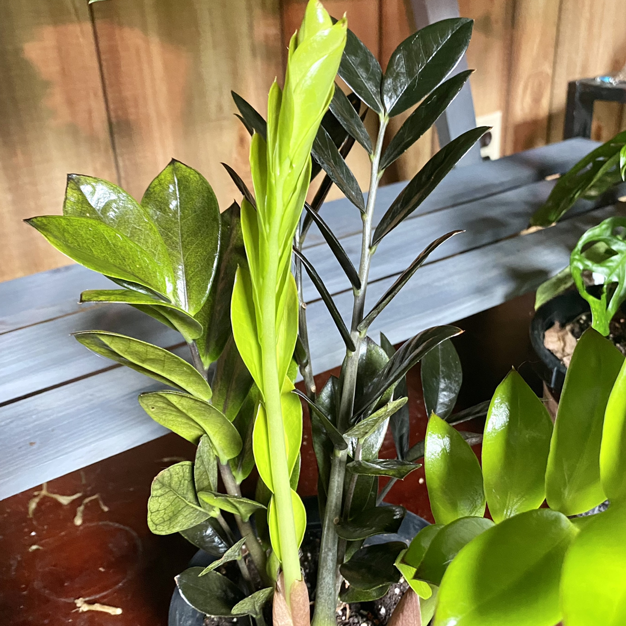Zamioculcas Zamiifolia plant photo by @Shivlit named “Black Raven” ZZ on Greg, the plant care app.