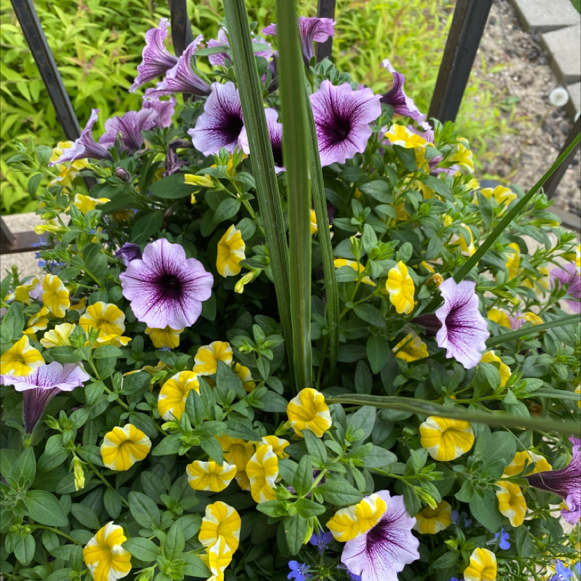 A healthy Million Bells plant with vibrant yellow and purple flowers.