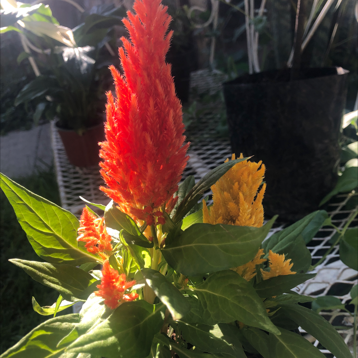 Vibrant red cockscomb flower in full bloom surrounded by healthy green foliage, thriving outdoor plant.