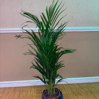 Areca Palm plant in Shrewsbury, England