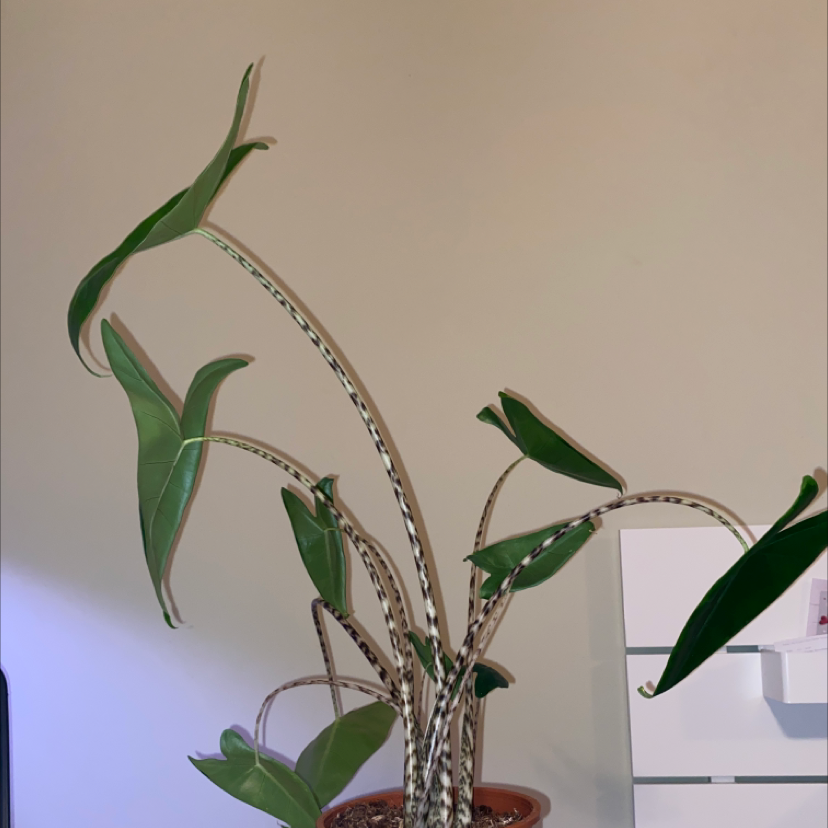 Zebra Elephant Ear plant with striped stems and large green leaves in a pot indoors.