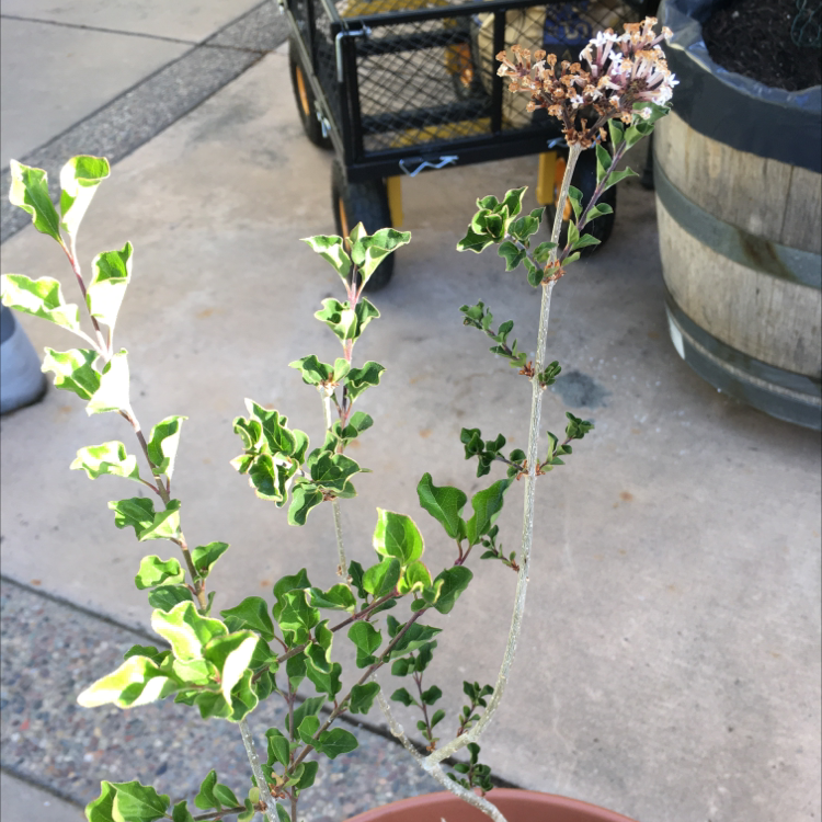 Photo of the plant species Bloomerang Purpink® Reblooming Lilac by Maureen named Dwarf Korean Lilac on Greg, the plant care app