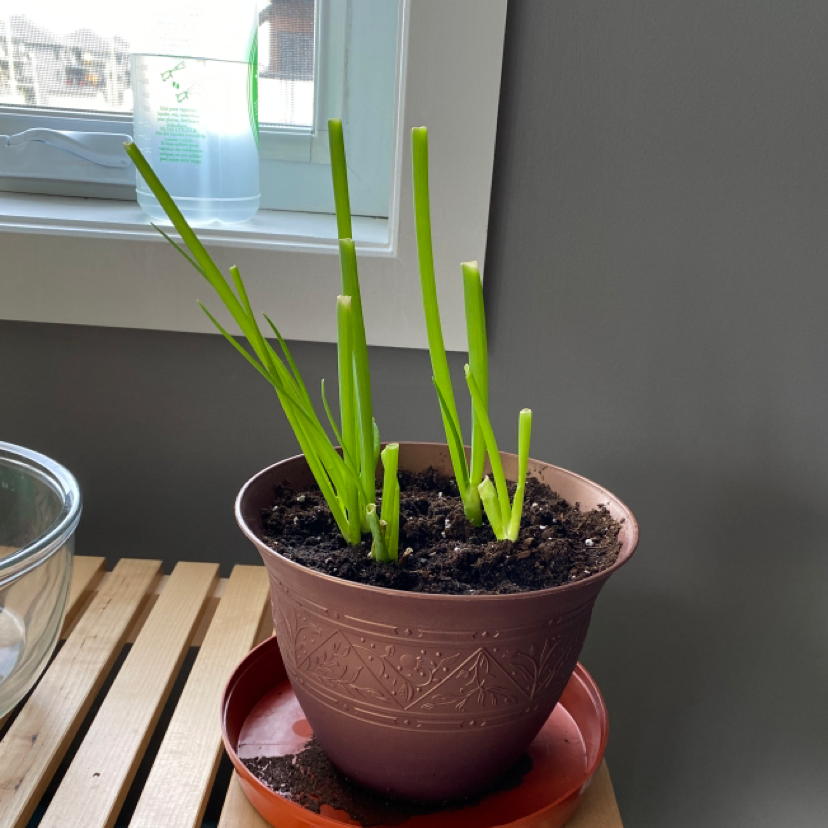 Potted Long Green Onion plant with vibrant green leaves and visible soil.
