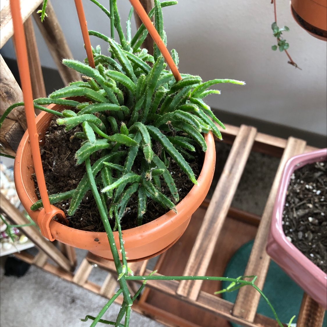 Dancing Bones plant in a hanging pot with visible soil and healthy green stems.