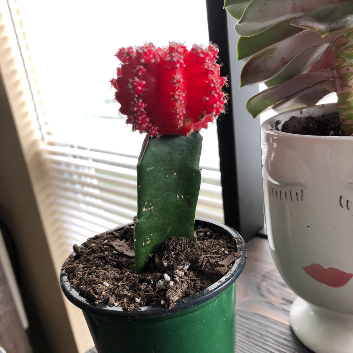 Moon Cactus (Gymnocalycium mihanovichii) in a small pot with visible soil, placed near a window.