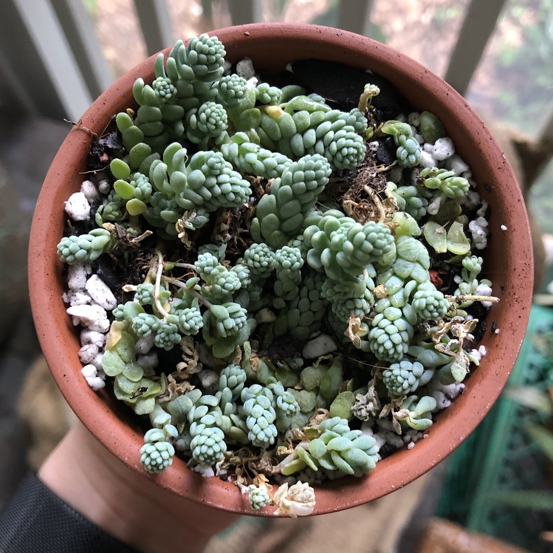 Potted Corsican Stonecrop plant with visible soil, well-framed and in focus.