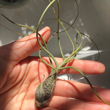 Photo of the plant species Tillandsia butzii by @Monica named Ursula on Greg, the plant care app