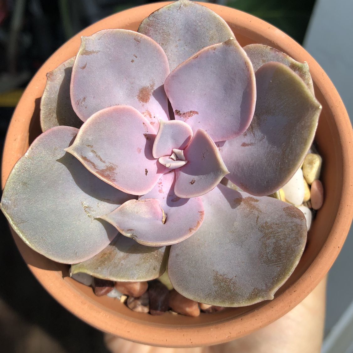 Potted Echeveria 'Perle von Nurnberg' succulent with some browning leaves.