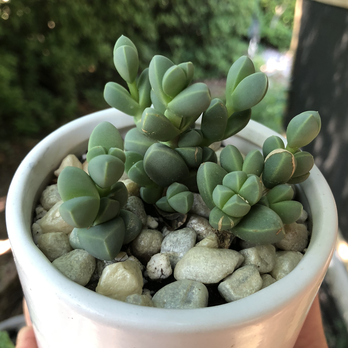 Photo of the plant species Ice plant by @Monica named Glaceon on Greg, the plant care app
