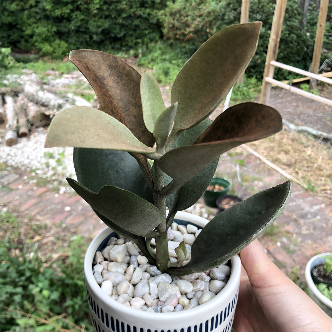 Potted Copper Spoons plant with some browning leaves, held by a hand in a garden.