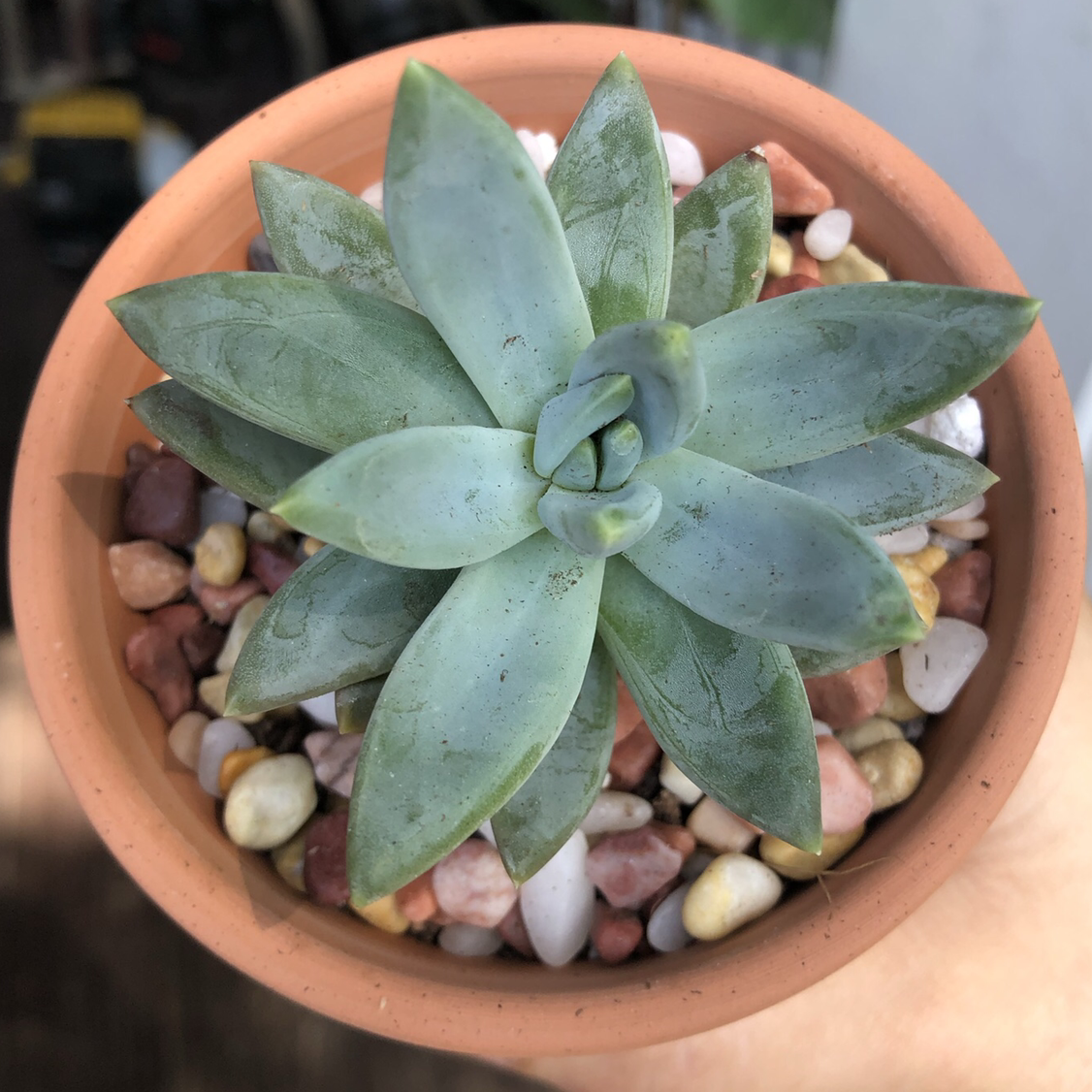 Pachyveria Little Jewel succulent in a terracotta pot with pebbles, held by a hand.