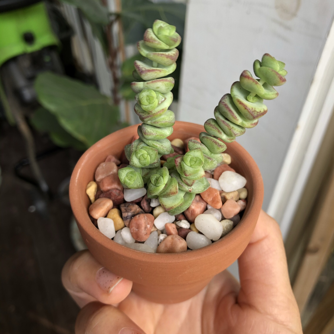 Photo of the plant species Crassula Rupestris by @Monica named Your plant on Greg, the plant care app