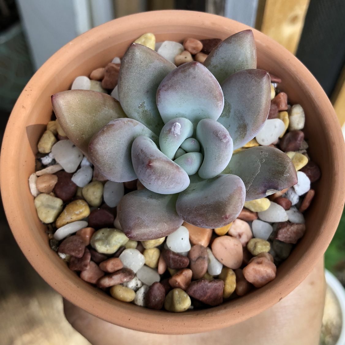 Pachyveria 'Powder Puff' succulent in a terracotta pot with multicolored pebbles.