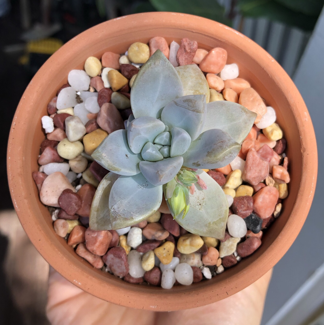 Graptosedum 'Ghosty' succulent in a terracotta pot with colorful pebbles, showing some leaf discoloration.