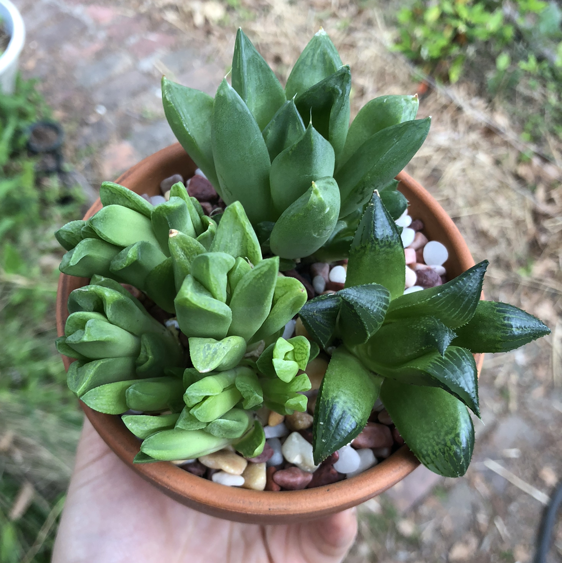 Potted Cathedral Window Haworthia plant with vibrant green leaves and decorative stones.