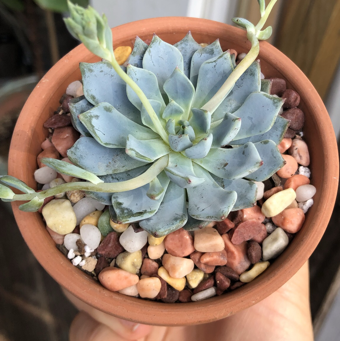 Photo of the plant species Echeveria 'Azulita' by @Monica named Azula on Greg, the plant care app