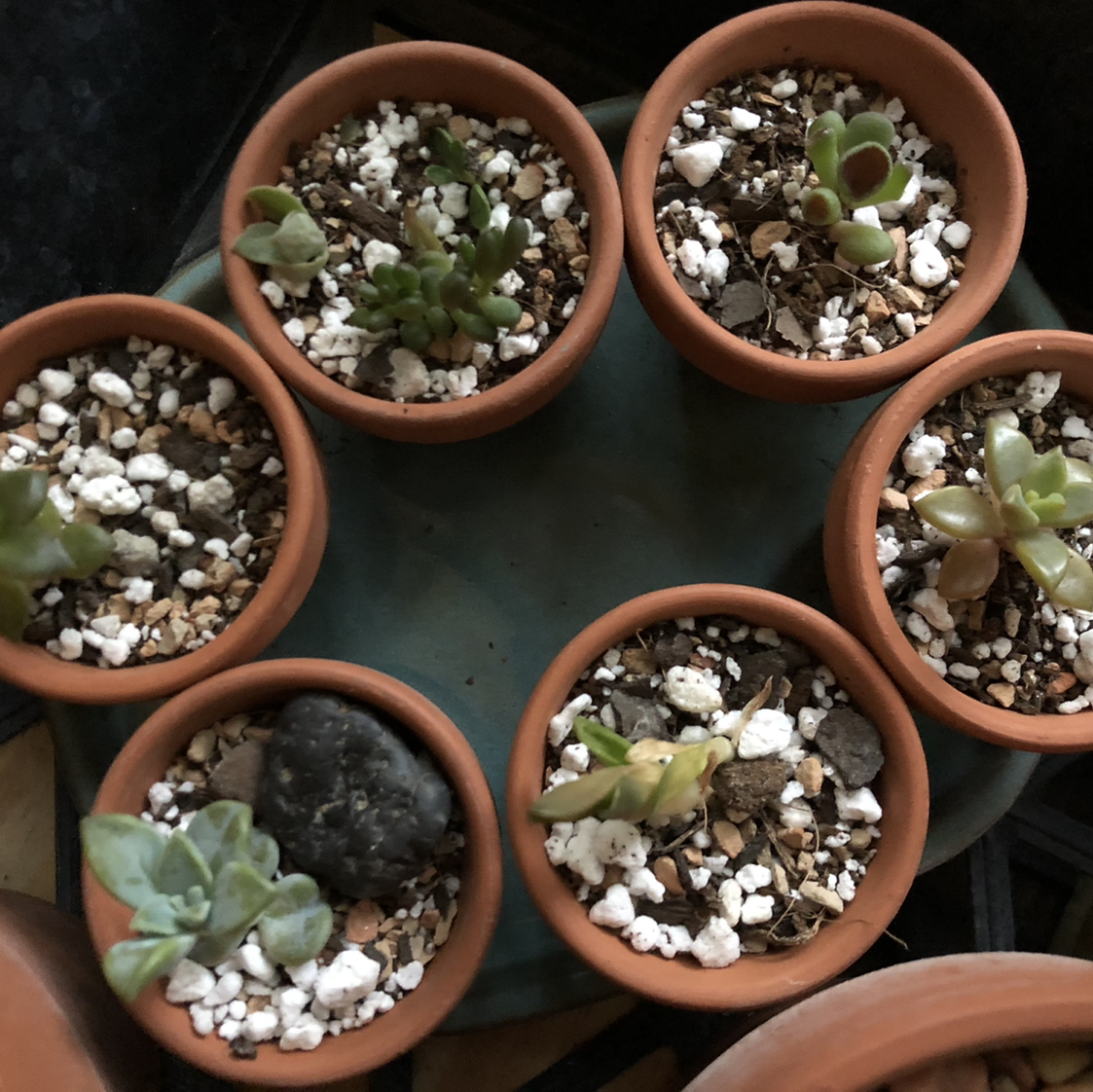 Photo of the plant species Graptosedum 'Bronze' by @Monica named The Kindergarden on Greg, the plant care app