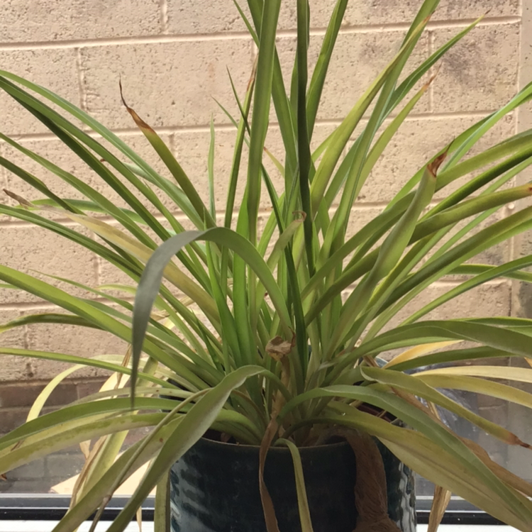 Spider Plant plant photo by @nanskii named Suzy on Greg, the plant care app.