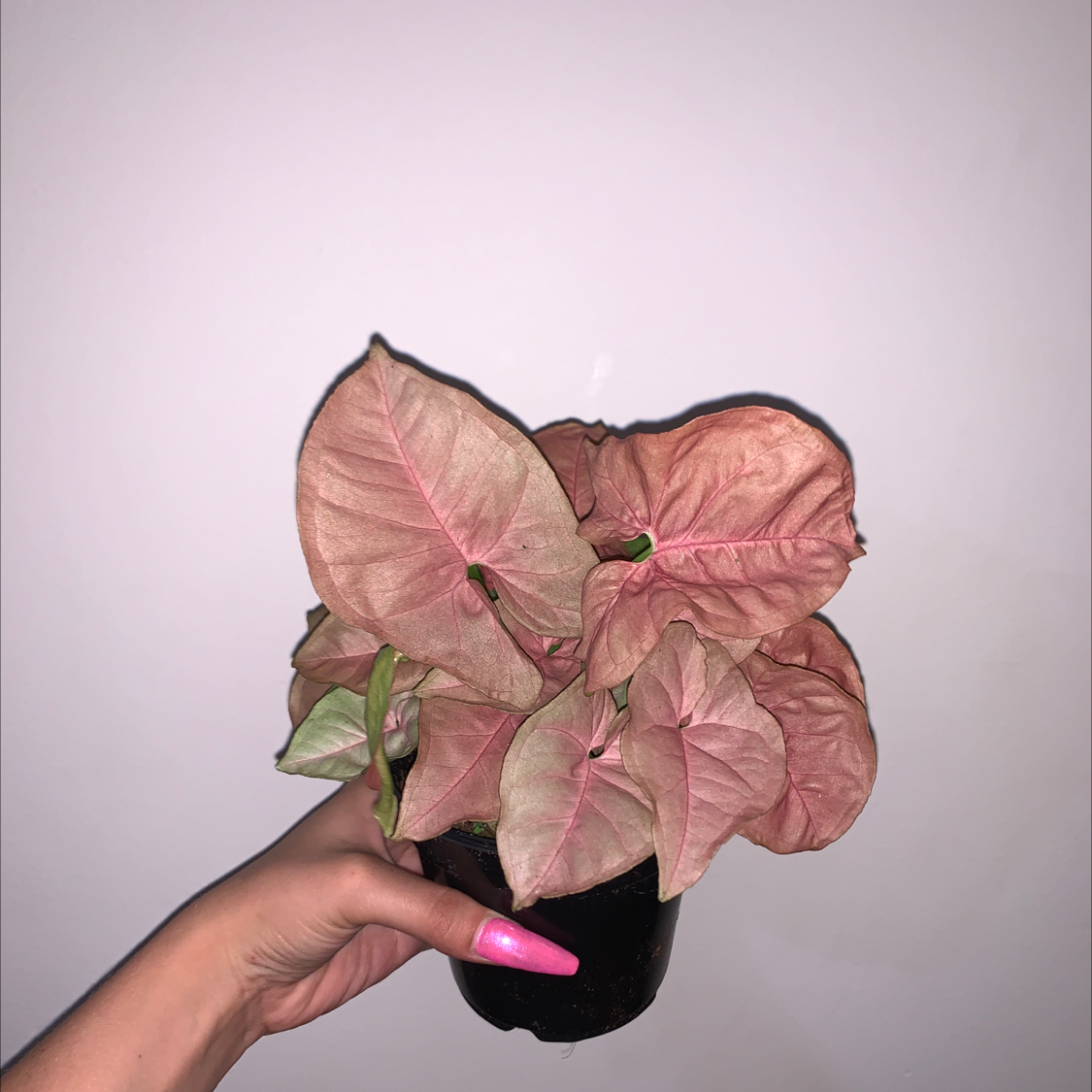 Pink Arrowhead Vine with pinkish leaves held by a hand against a plain background.