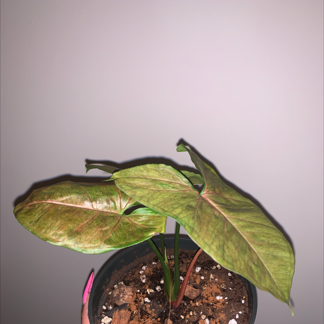 Photo of the plant species Syngonium 'Maria Allusion' by @MarinaBida named Maria on Greg, the plant care app