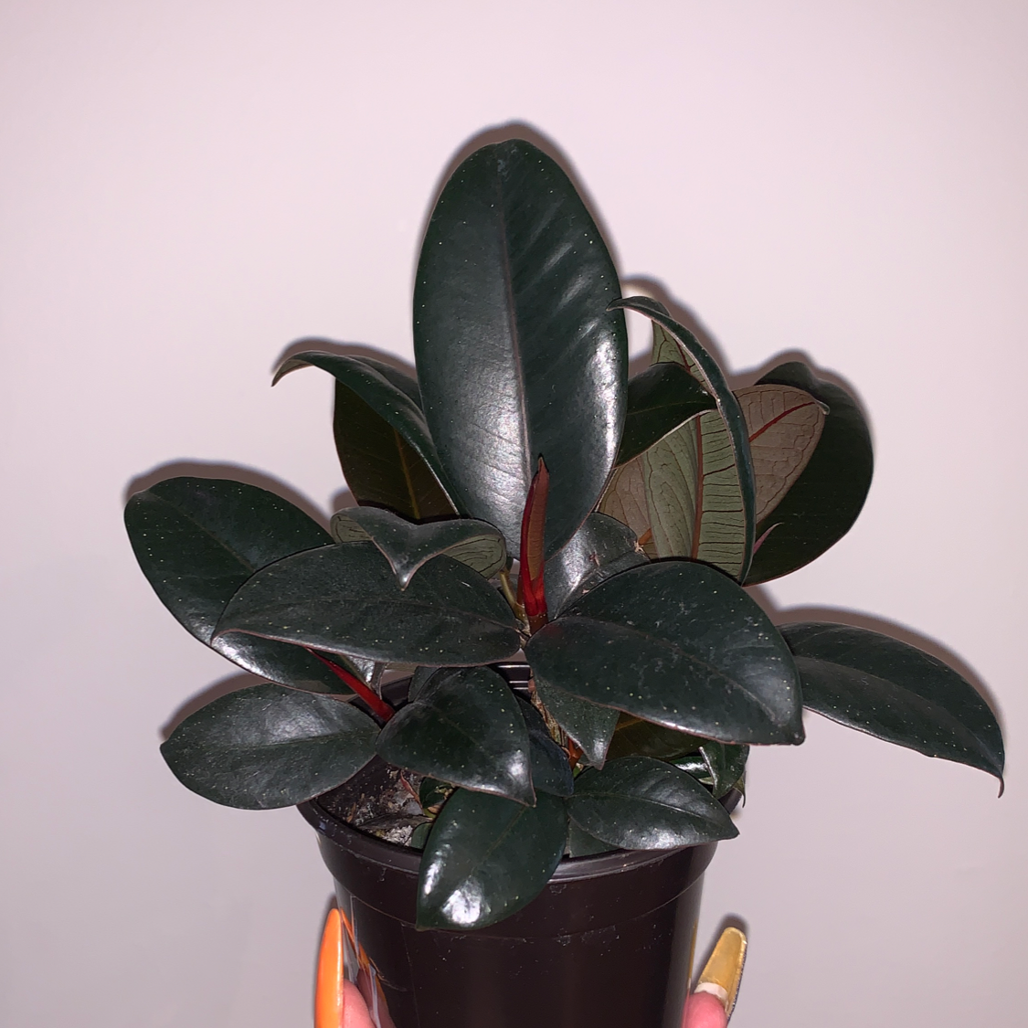 Rubber Plant plant photo by @MarinaBida named Rubberman on Greg, the plant care app.