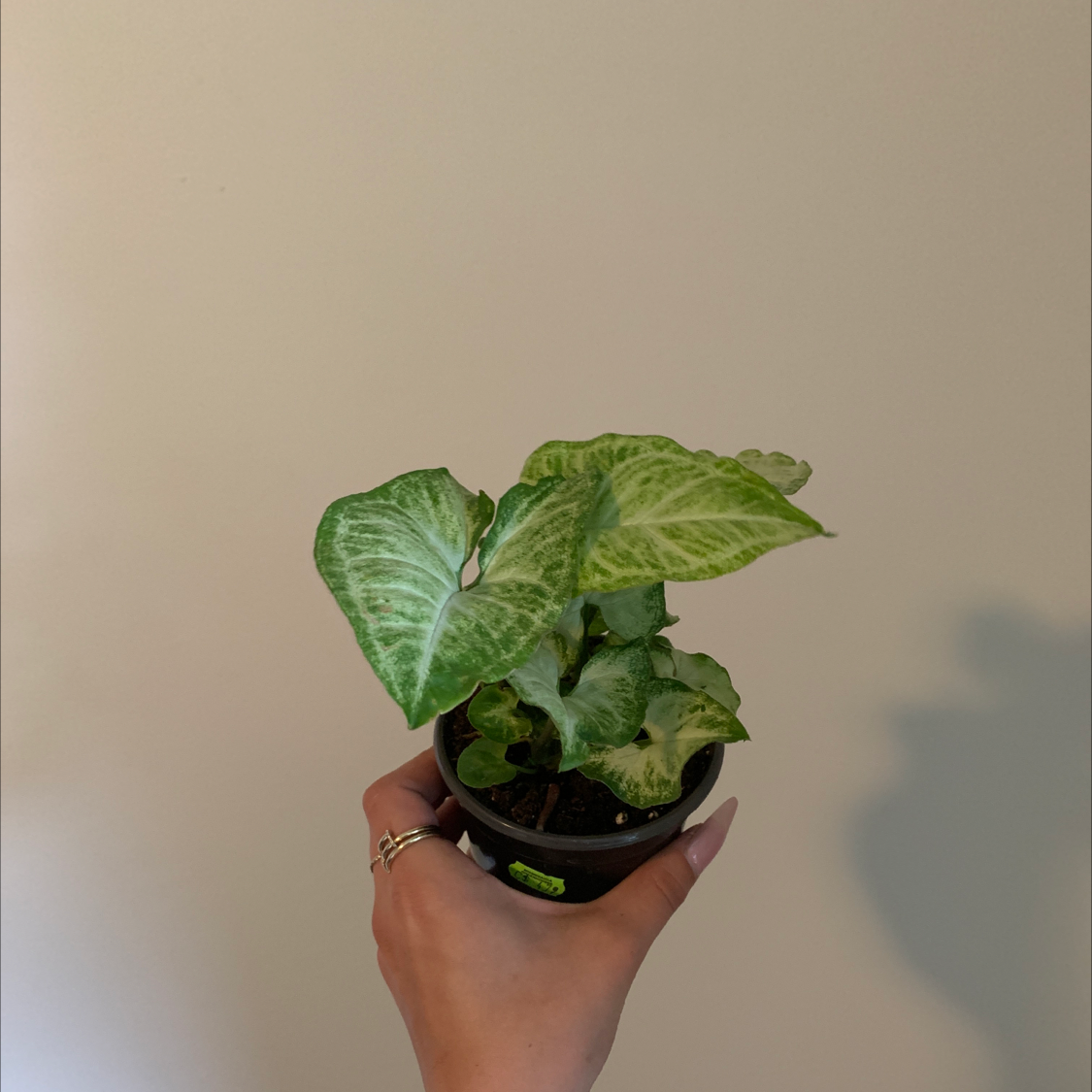 Syngonium 'White Butterfly' plant held by a hand, showing healthy variegated leaves.