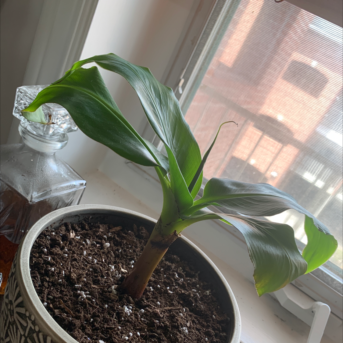 Potted Dwarf Banana plant with healthy green leaves near a window.