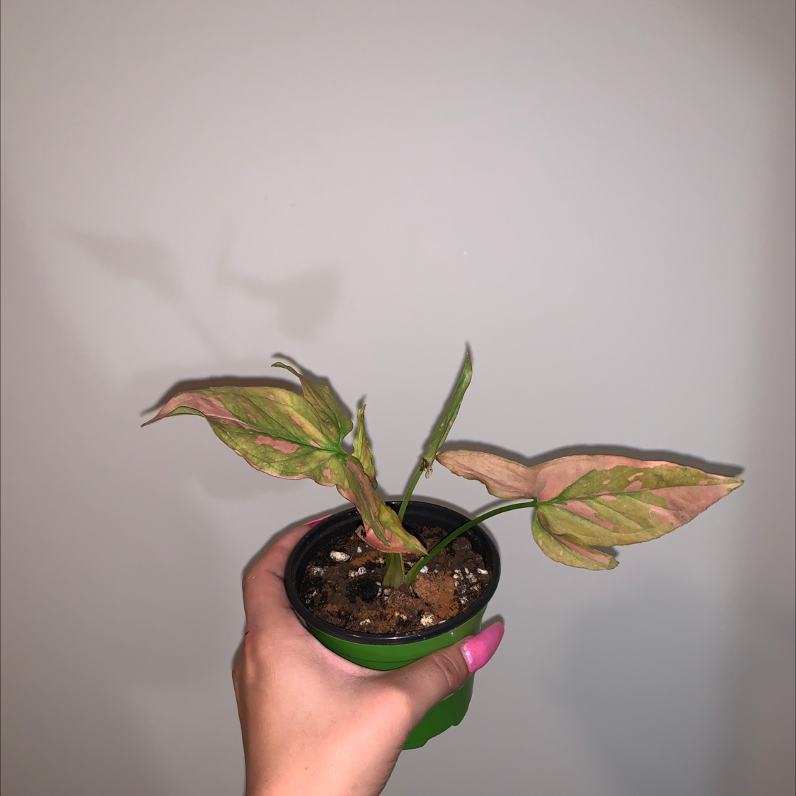 Photo of the plant species Pink Splash Arrowhead Vine by @MarinaBida named Splish on Greg, the plant care app