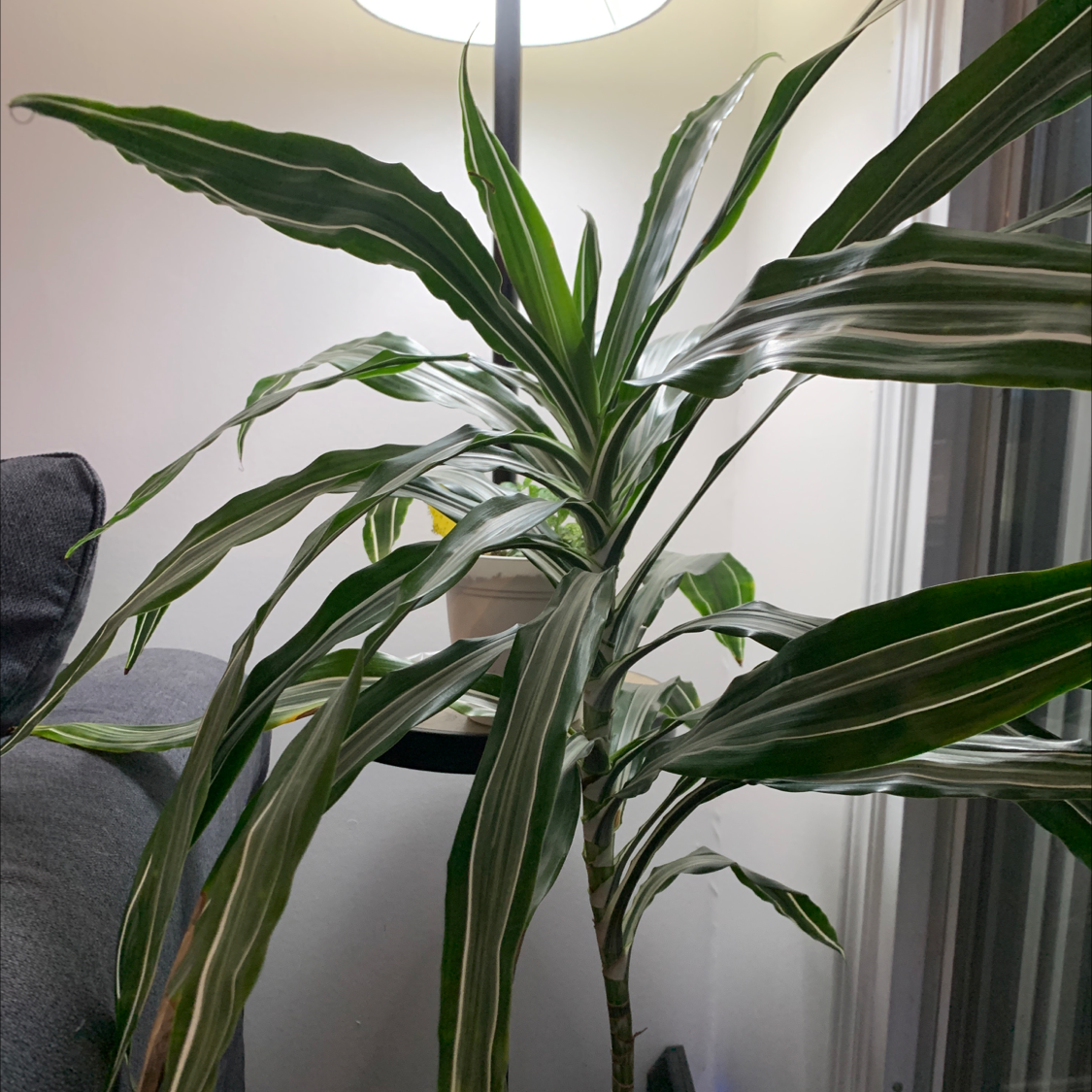 Cornstalk Dracaena plant photo by @MarinaBida named Big boi on Greg, the plant care app.