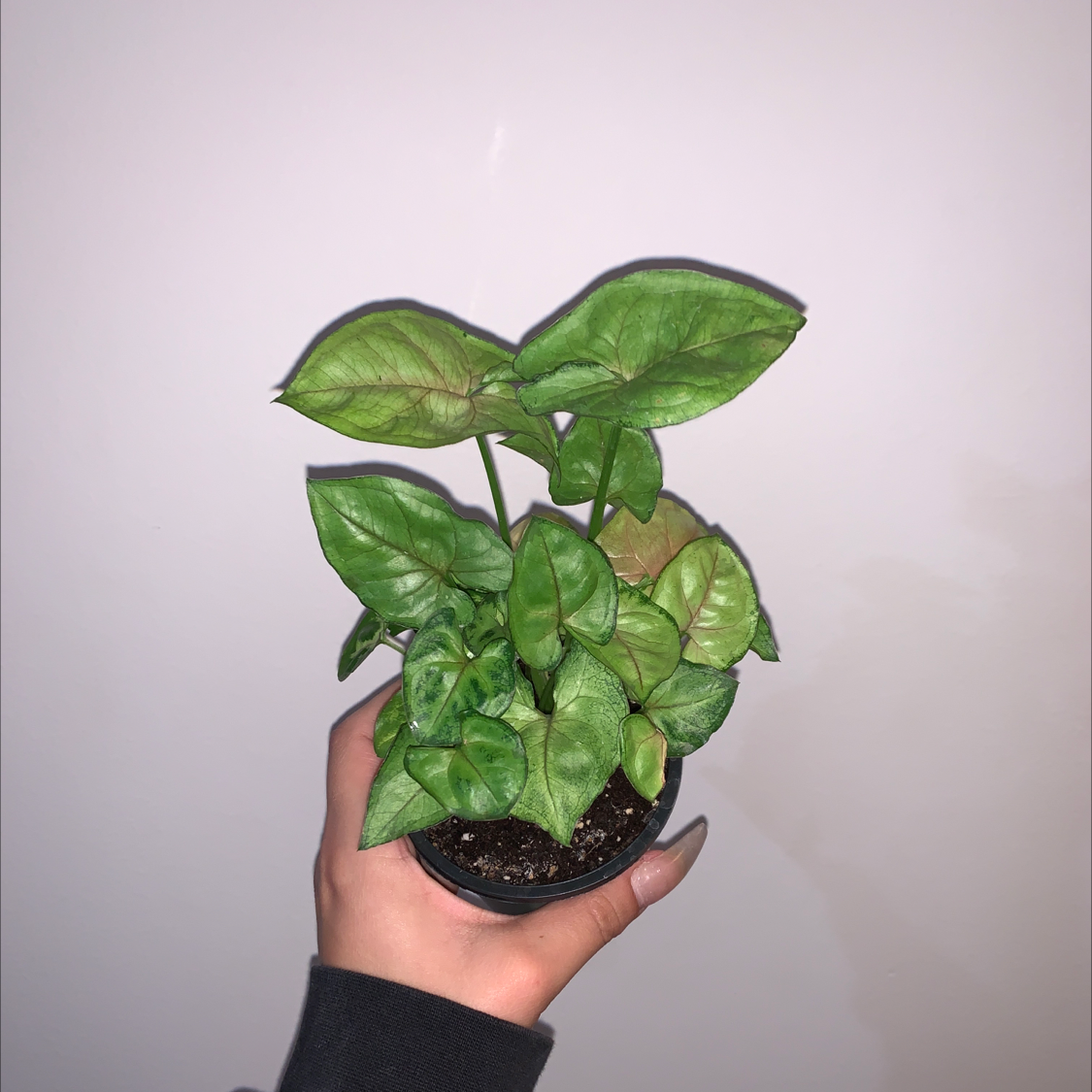 Syngonium 'Gold Allusion' plant held by a hand, with visible soil and slight leaf browning.